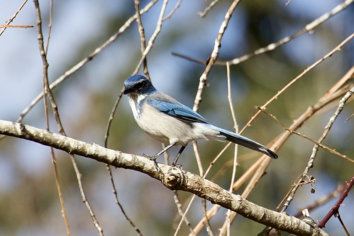 California Scrub-Jay - Lynda Lybeck-Robinson