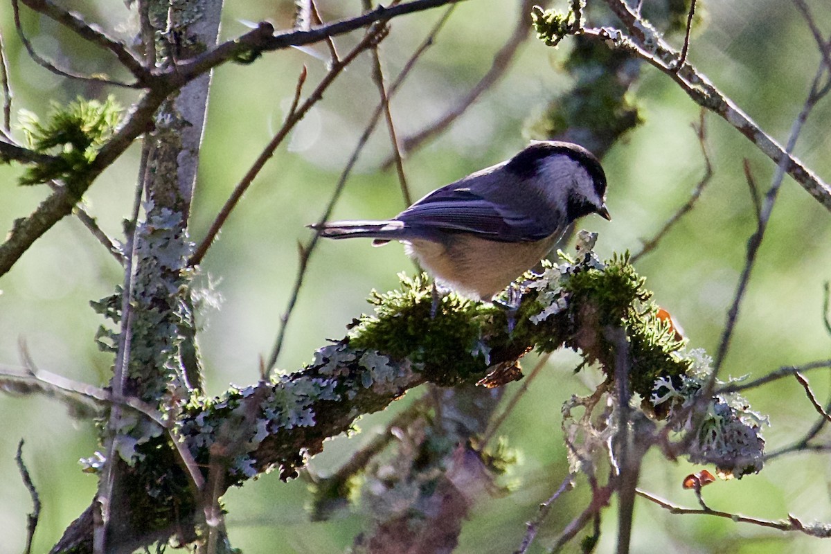 Black-capped Chickadee - ML301565281