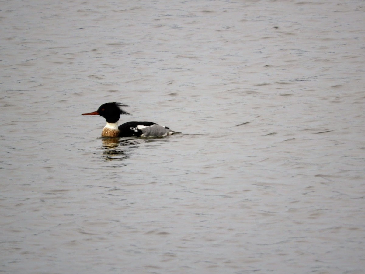 Red-breasted Merganser - patricia kuzma sell