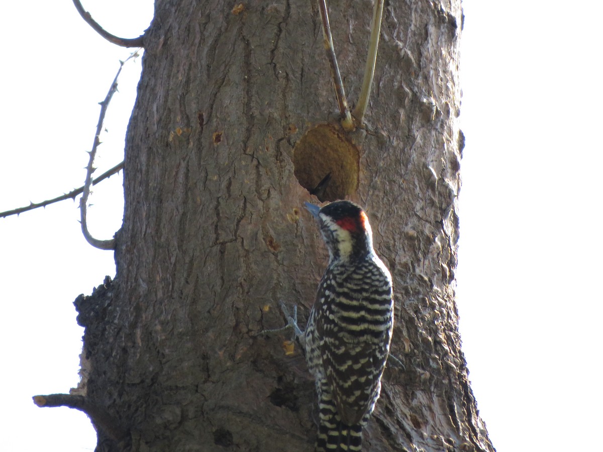 Striped Woodpecker - ML301566011