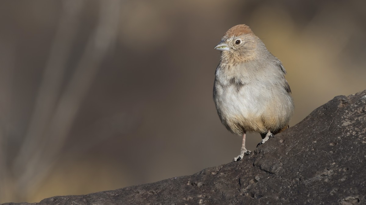 Canyon Towhee - Bryan Calk