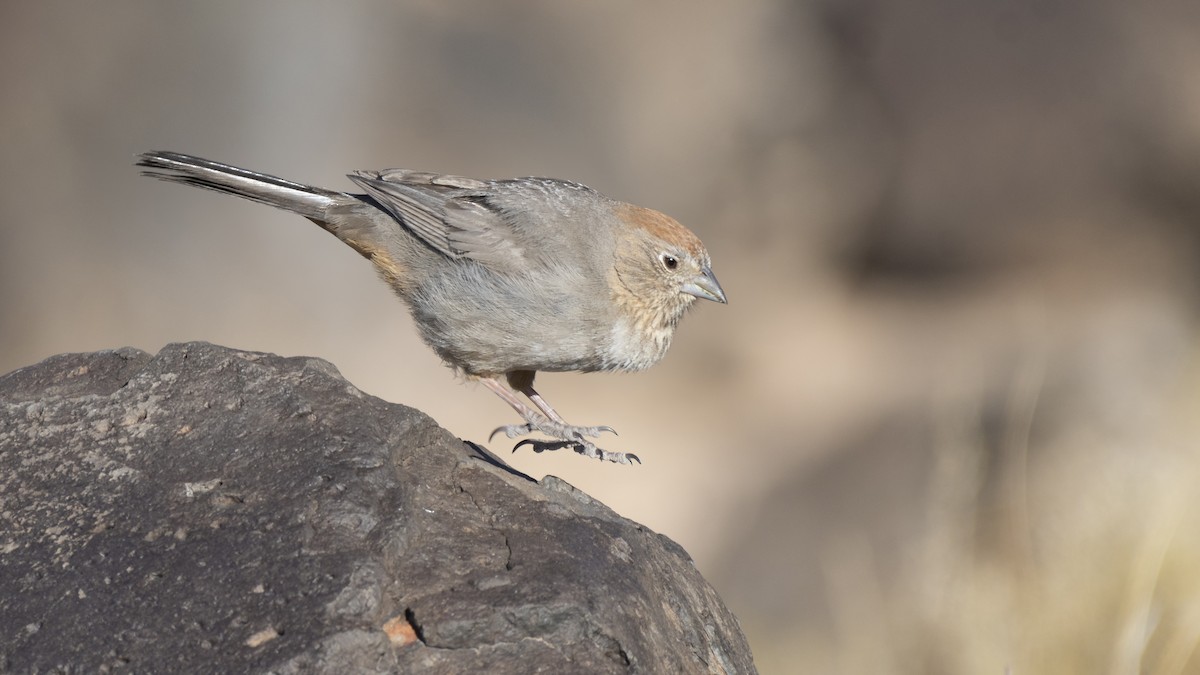 Canyon Towhee - ML301567341