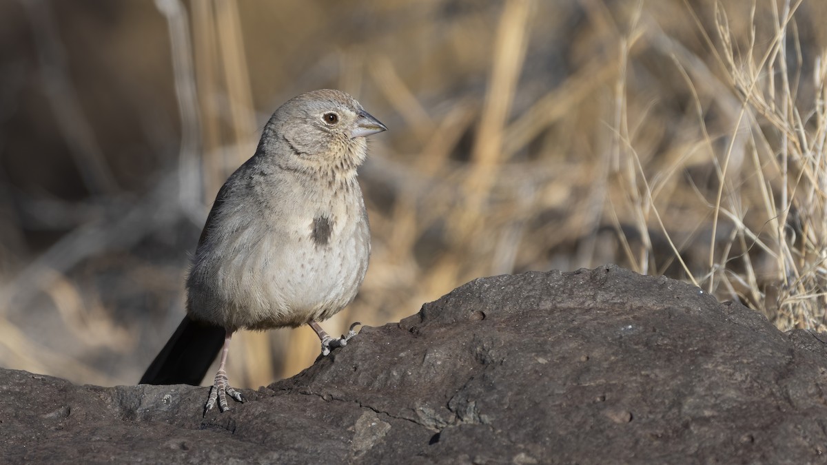 Canyon Towhee - ML301567361