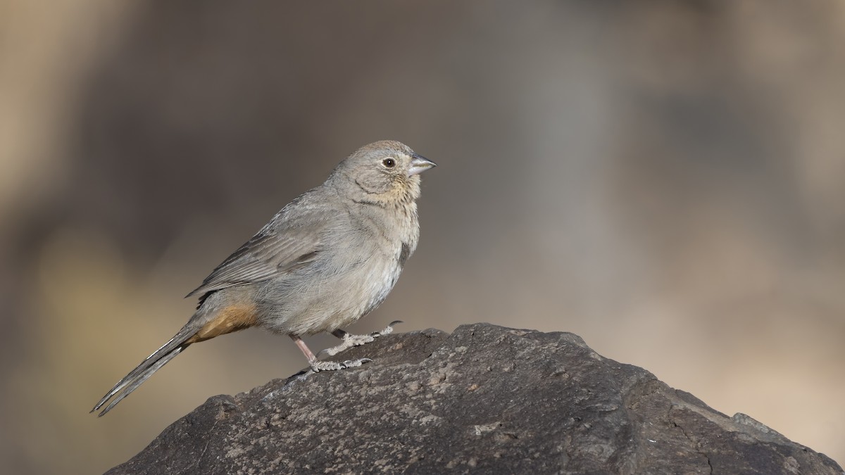 Canyon Towhee - ML301567371