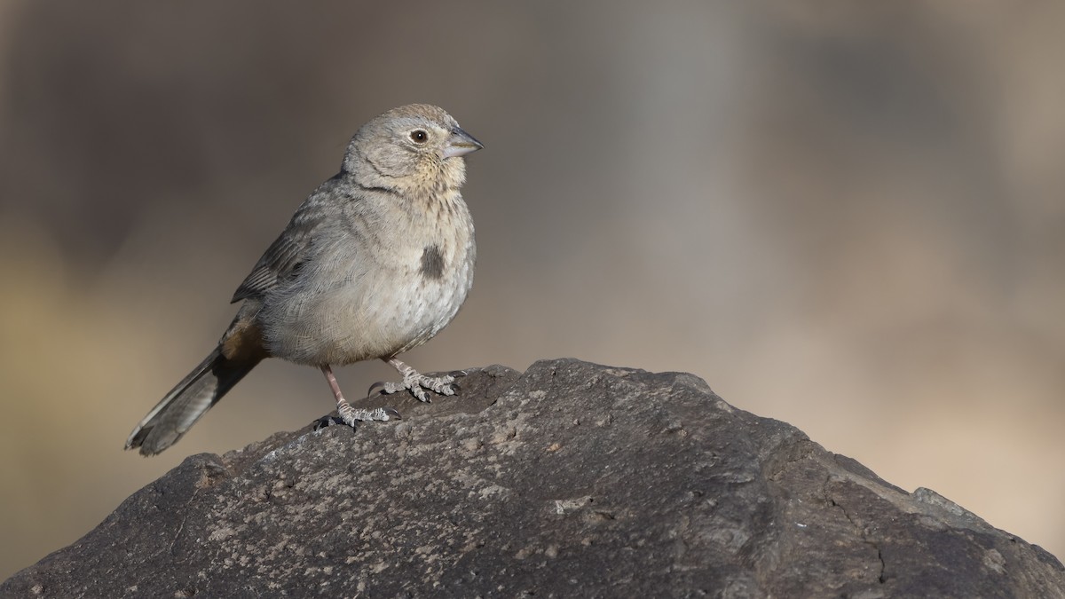 Canyon Towhee - ML301567401