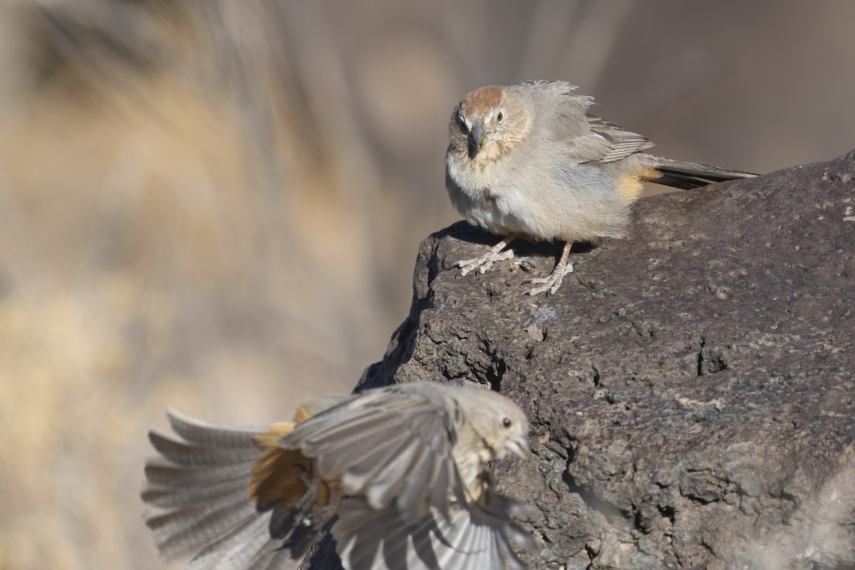 Canyon Towhee - ML301567411