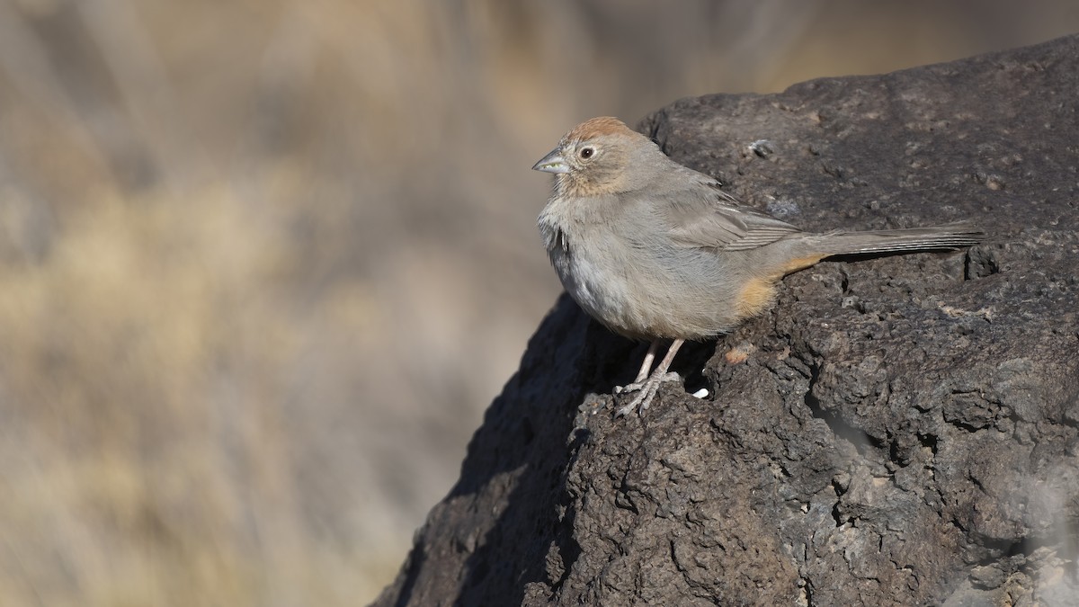 Canyon Towhee - ML301567441