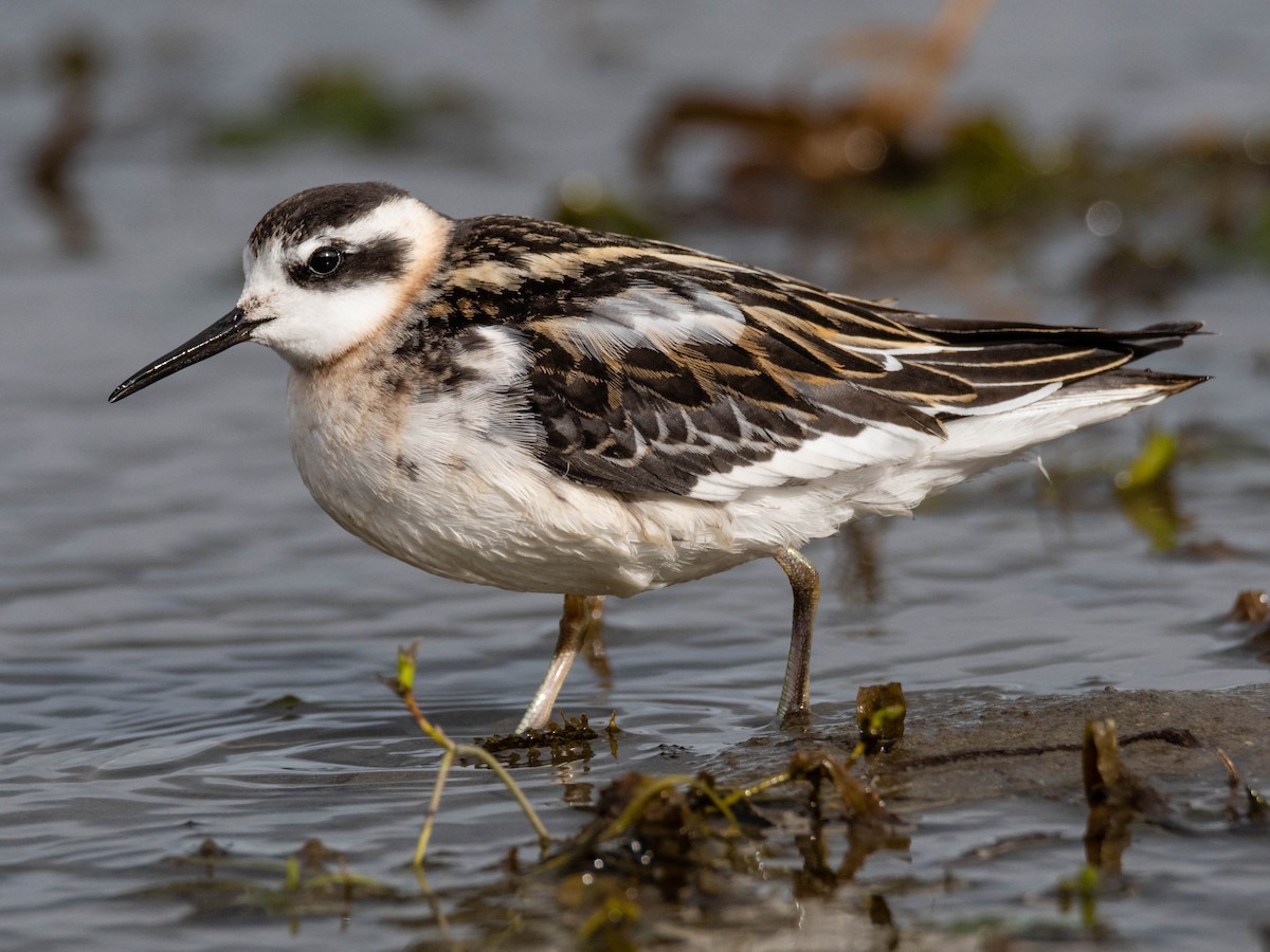 Juvenile