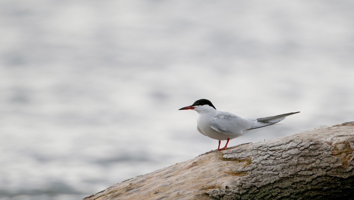 Common Tern - Jay McGowan