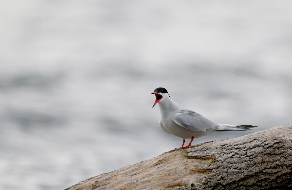 Common Tern - Jay McGowan