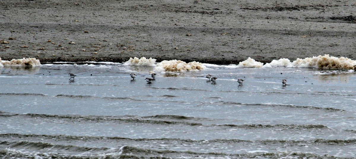 Bécasseau sanderling - ML301577051