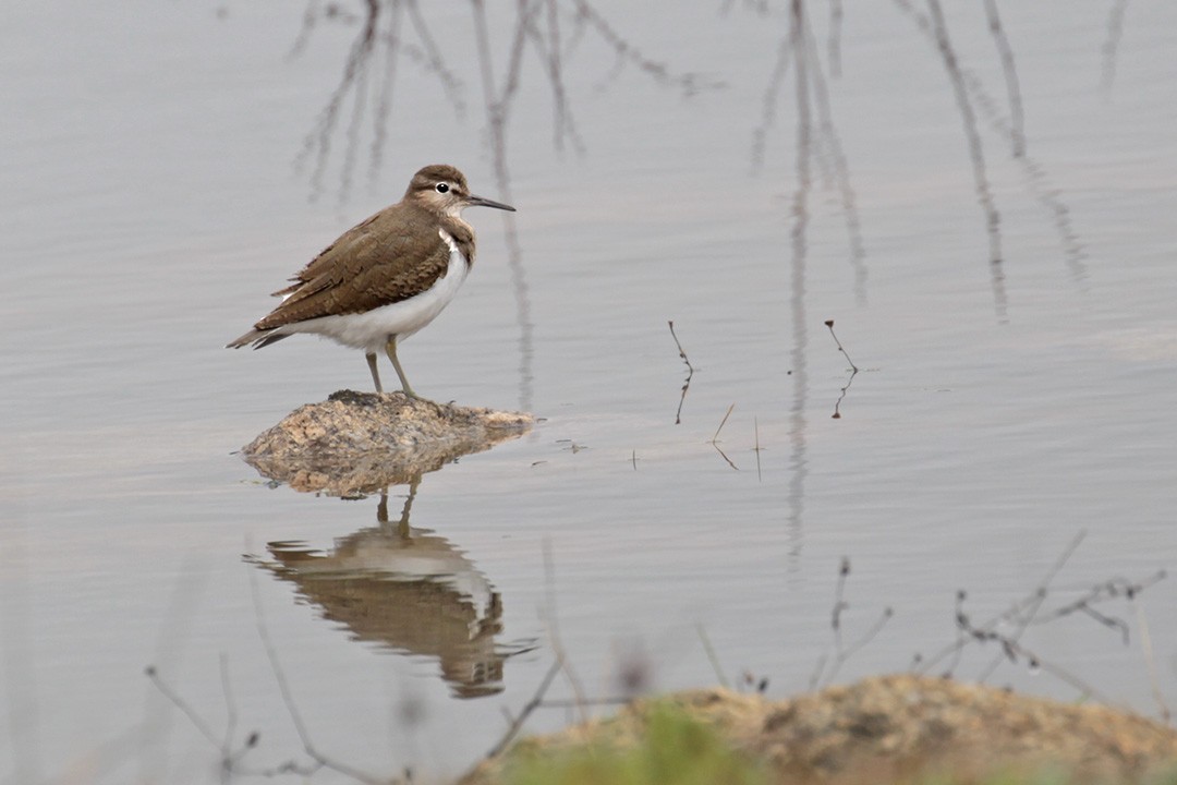 Common Sandpiper - ML301584941