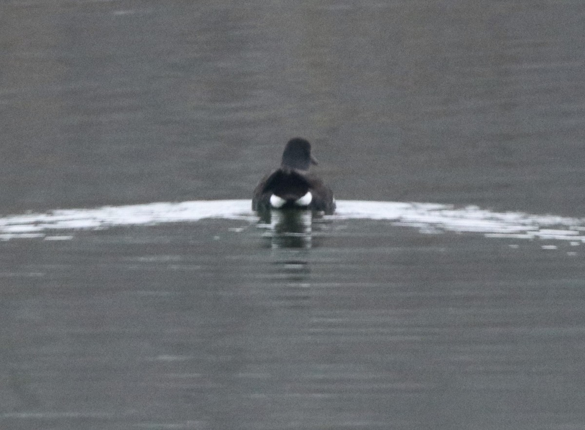 Gallinule d'Amérique - ML301585031