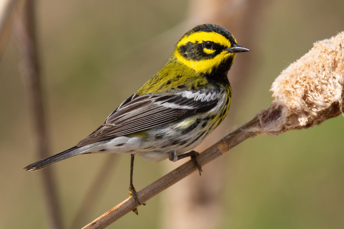 Townsend's Warbler - David Turgeon