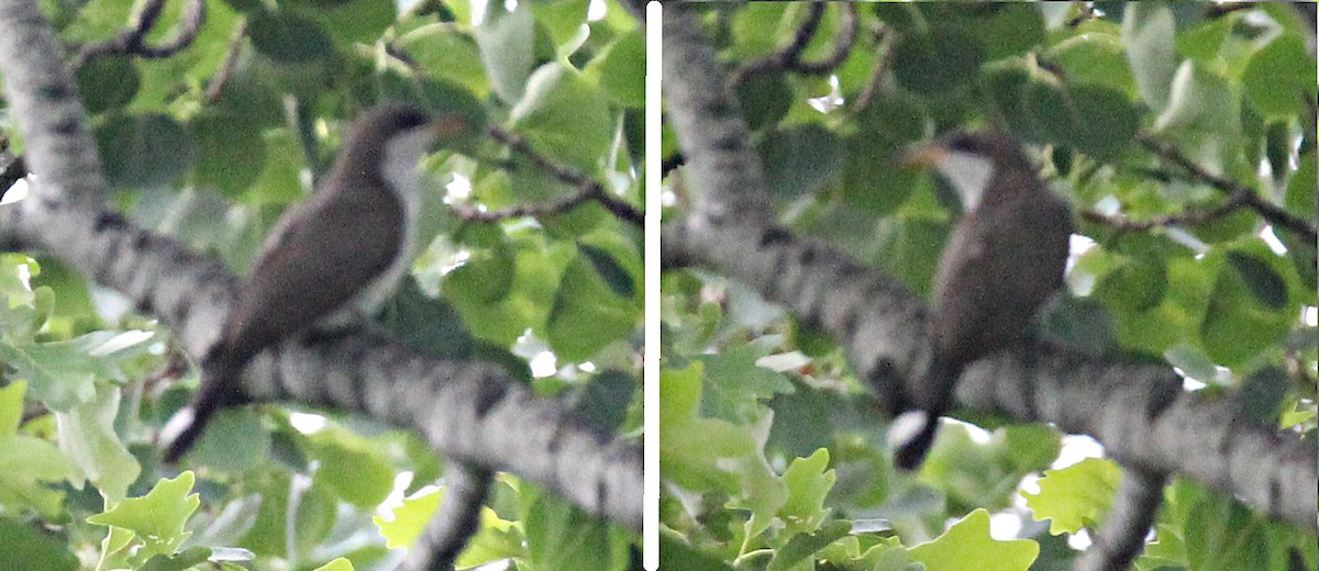 Yellow-billed Cuckoo - ML30158691