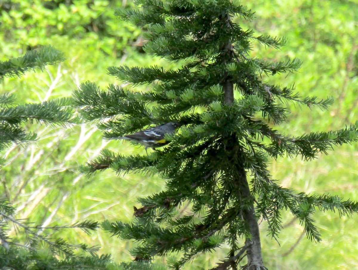 Yellow-rumped Warbler - ML301588061