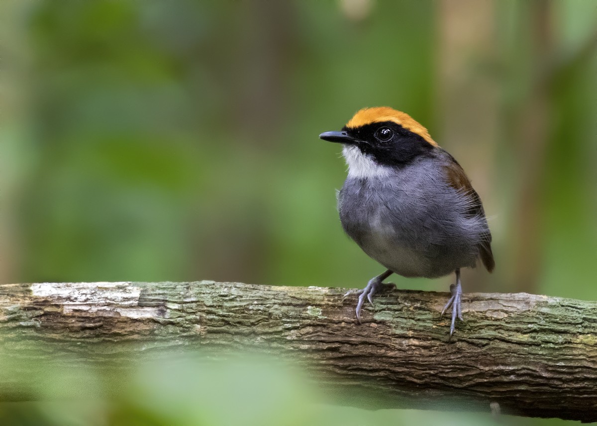 Black-cheeked Gnateater - ML301588781