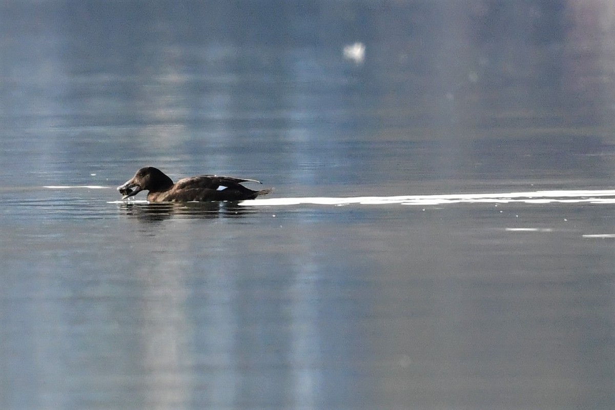 White-winged Scoter - ML301590271