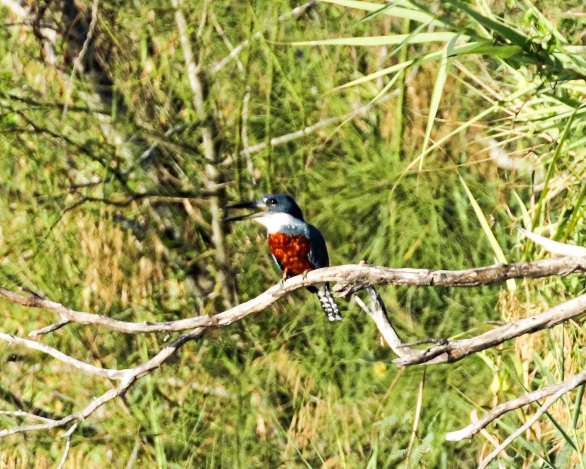 Ringed Kingfisher - ML301590531