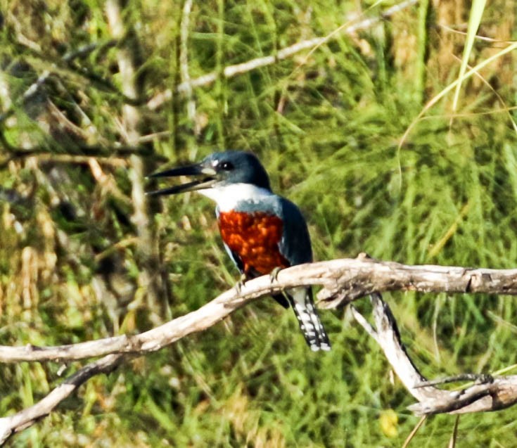 Ringed Kingfisher - ML301590631