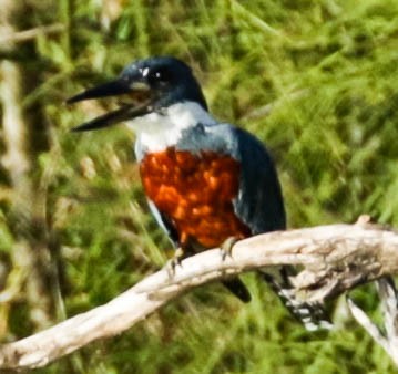 Ringed Kingfisher - ML301590641