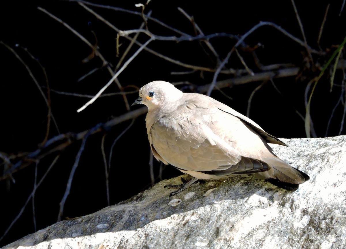 Black-winged Ground Dove - ML301591961