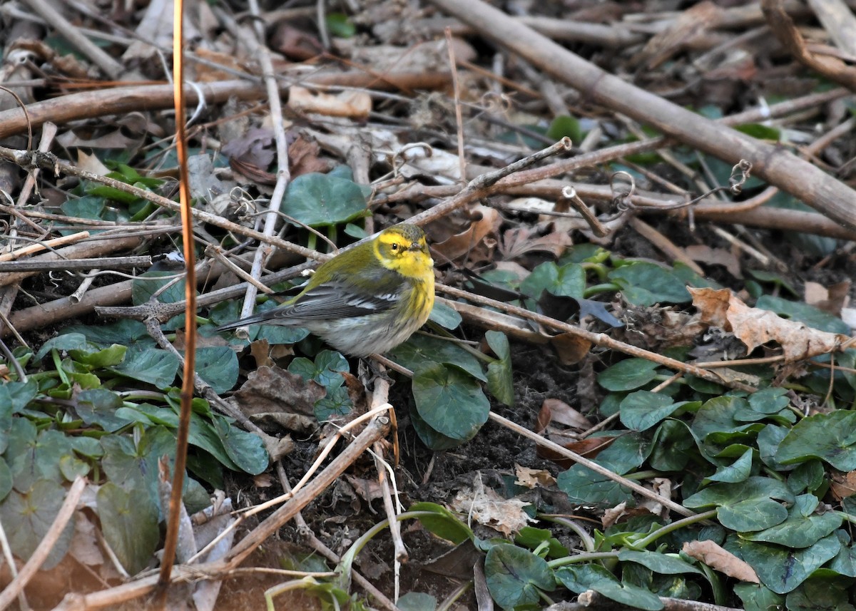 Townsend's Warbler - ML301593431