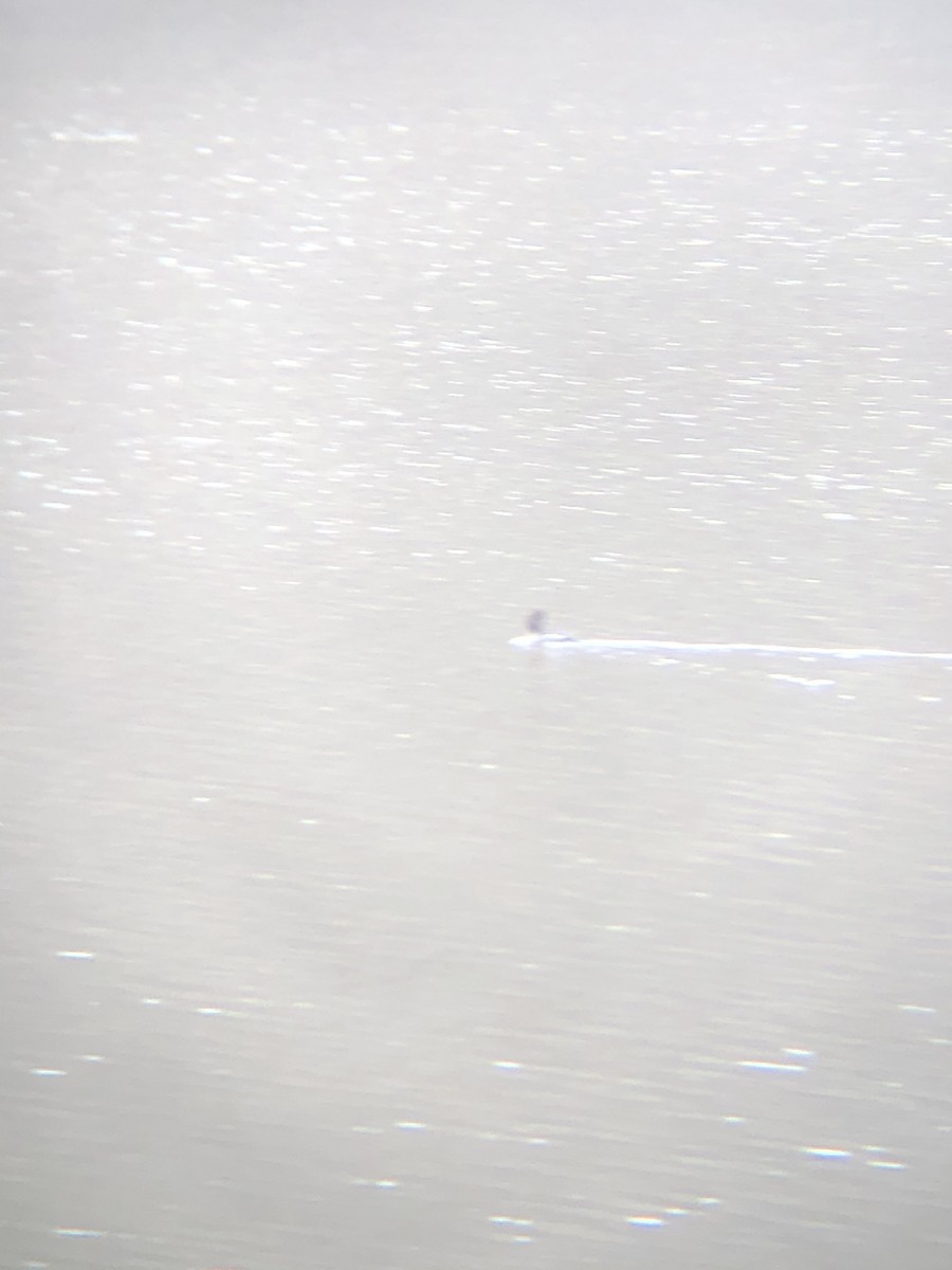 Common Goldeneye - ML301593851