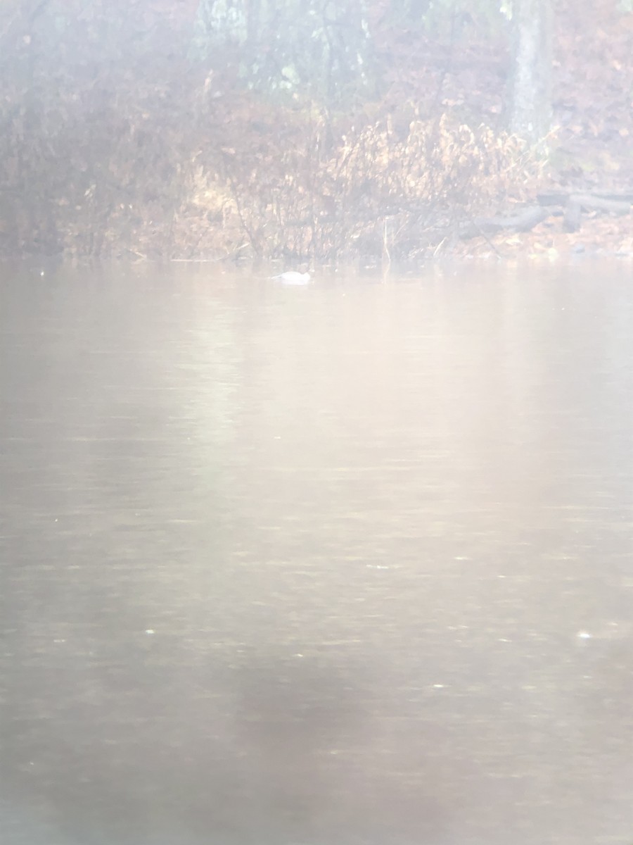 Common Goldeneye - ML301593871