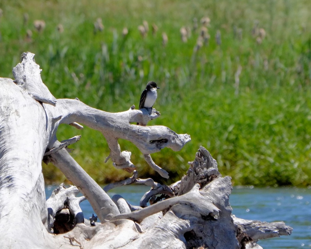 Eastern Kingbird - ML30159401