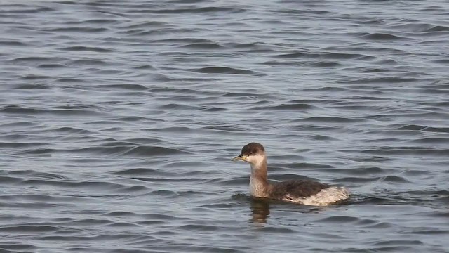Red-necked Grebe - ML301594321
