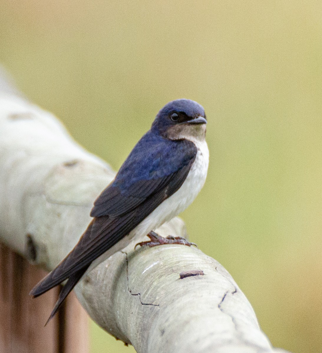 Gray-breasted Martin - ML301597261