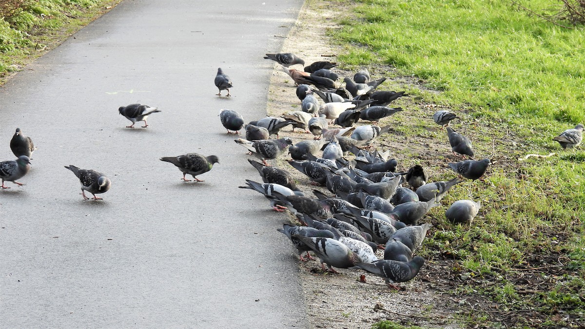 Rock Pigeon (Feral Pigeon) - ML301597471