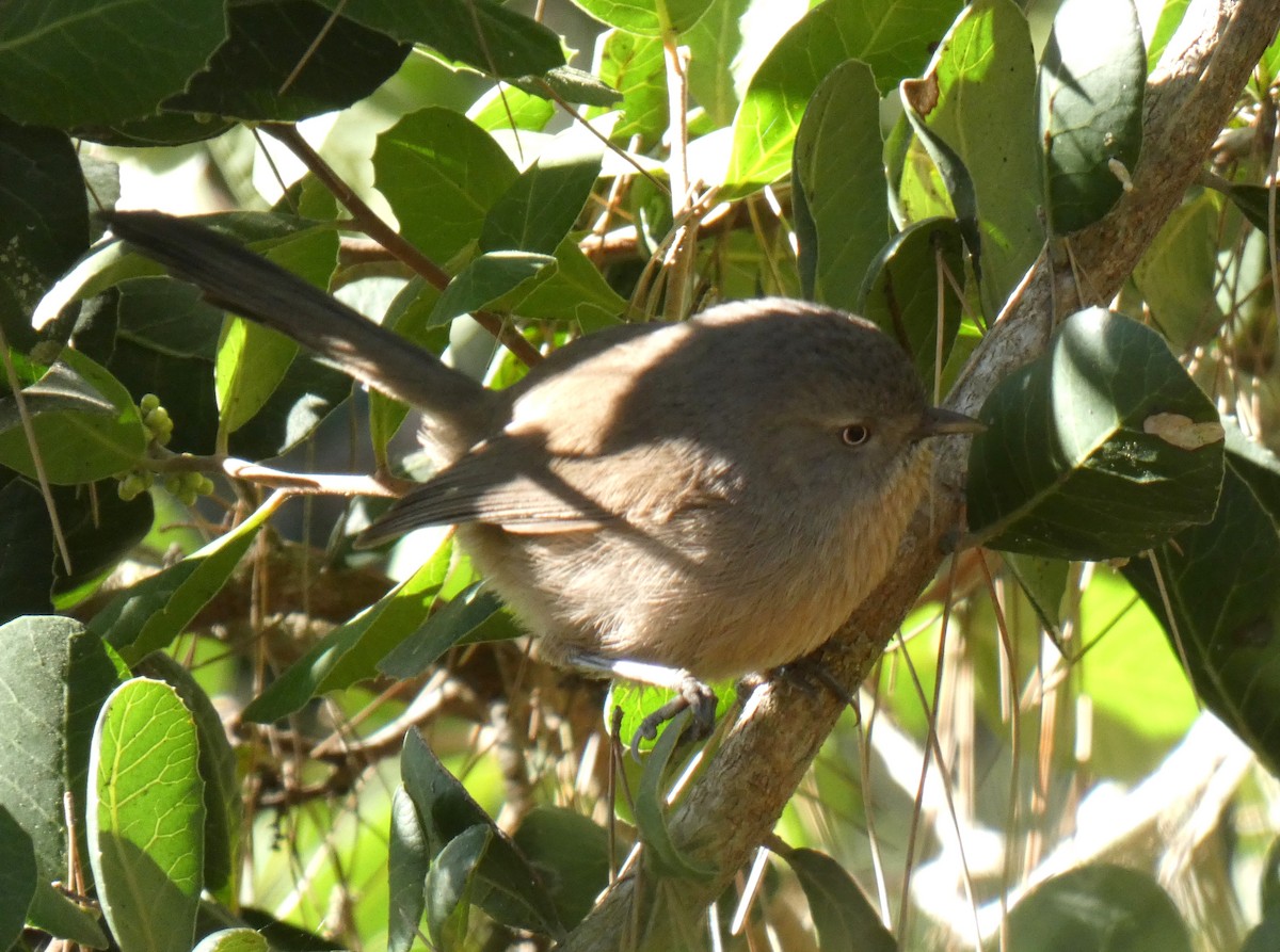 Wrentit - Ron Hirst