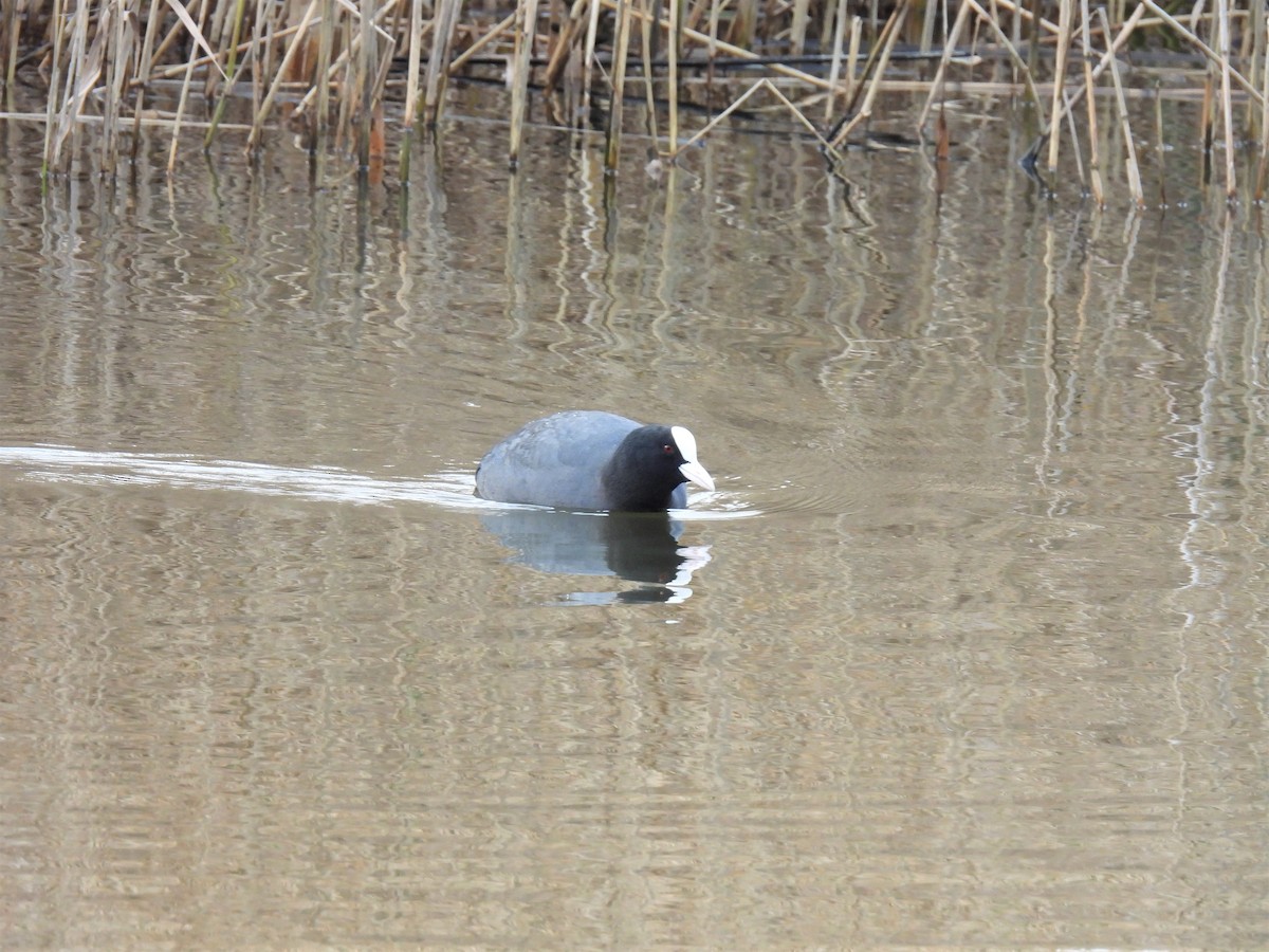 Eurasian Coot - ML301598351