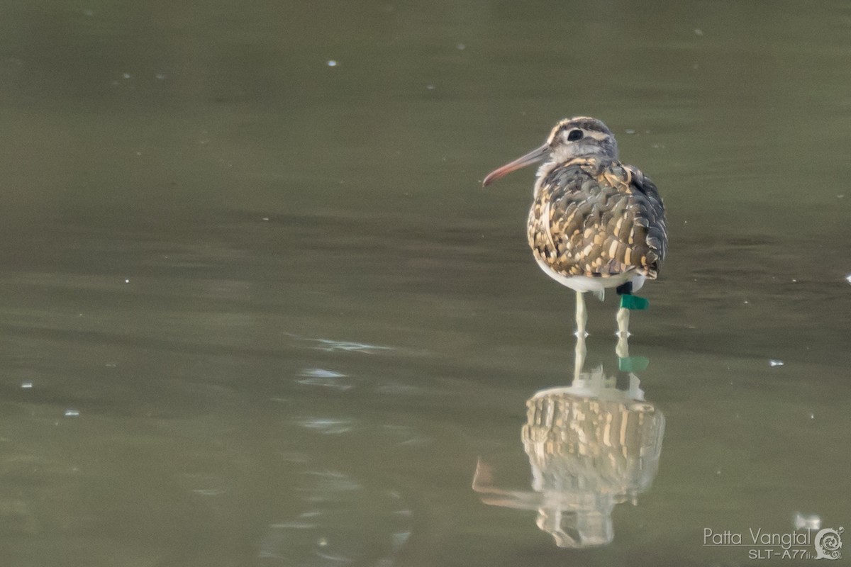 Greater Painted-Snipe - ML30159991