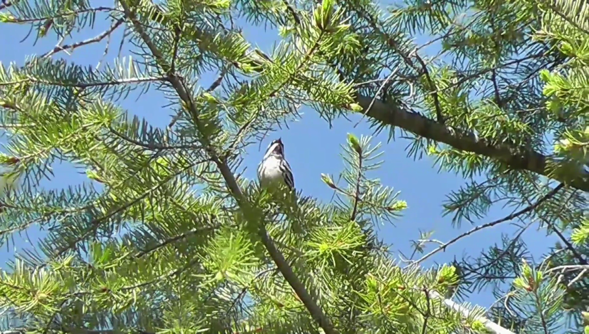 Black-throated Gray Warbler - ML30160011