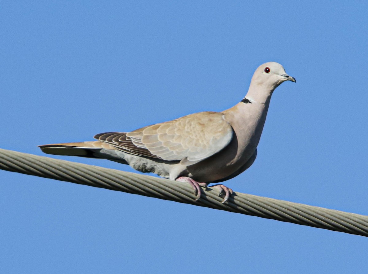 Eurasian Collared-Dove - Robert Bochenek