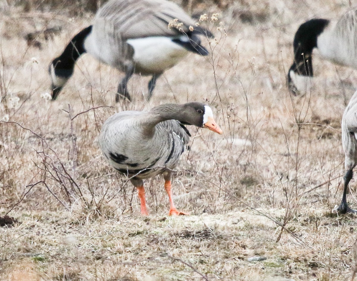 Greater White-fronted Goose - Tom Younkin