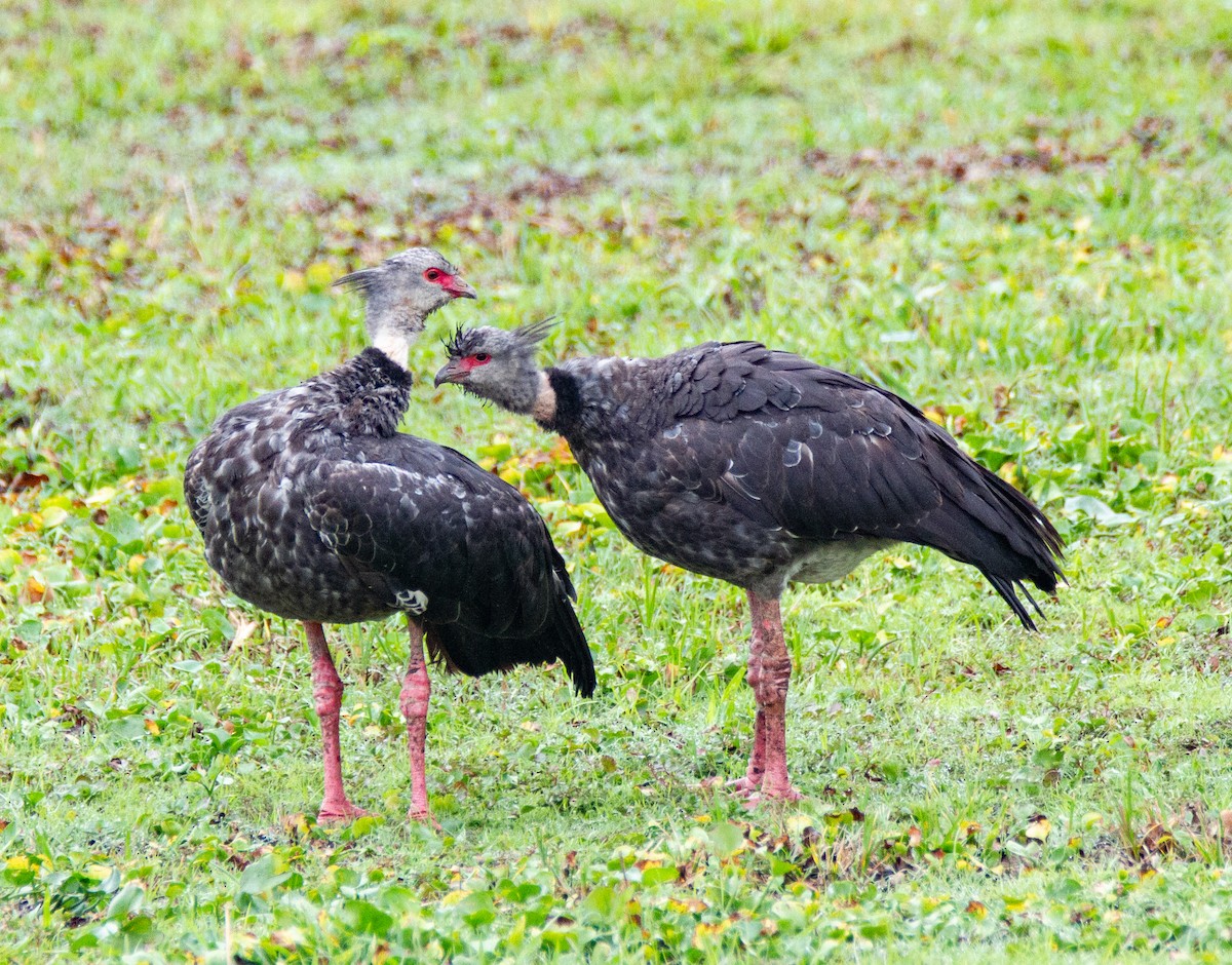 Southern Screamer - ML301602491