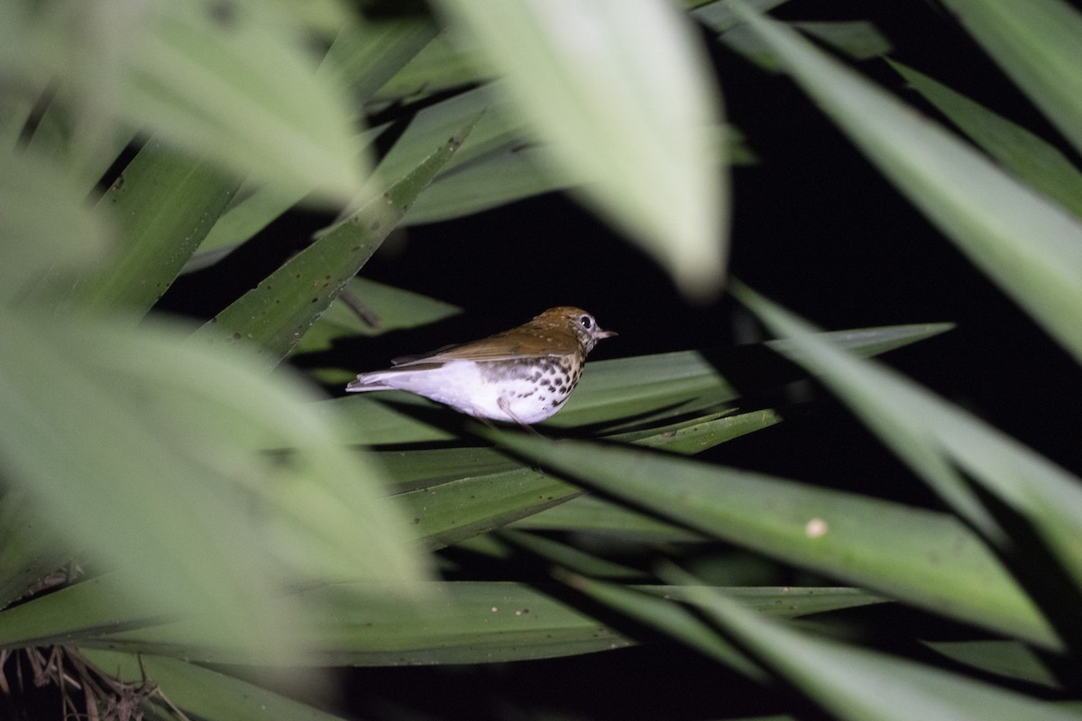 Wood Thrush - ML301603401