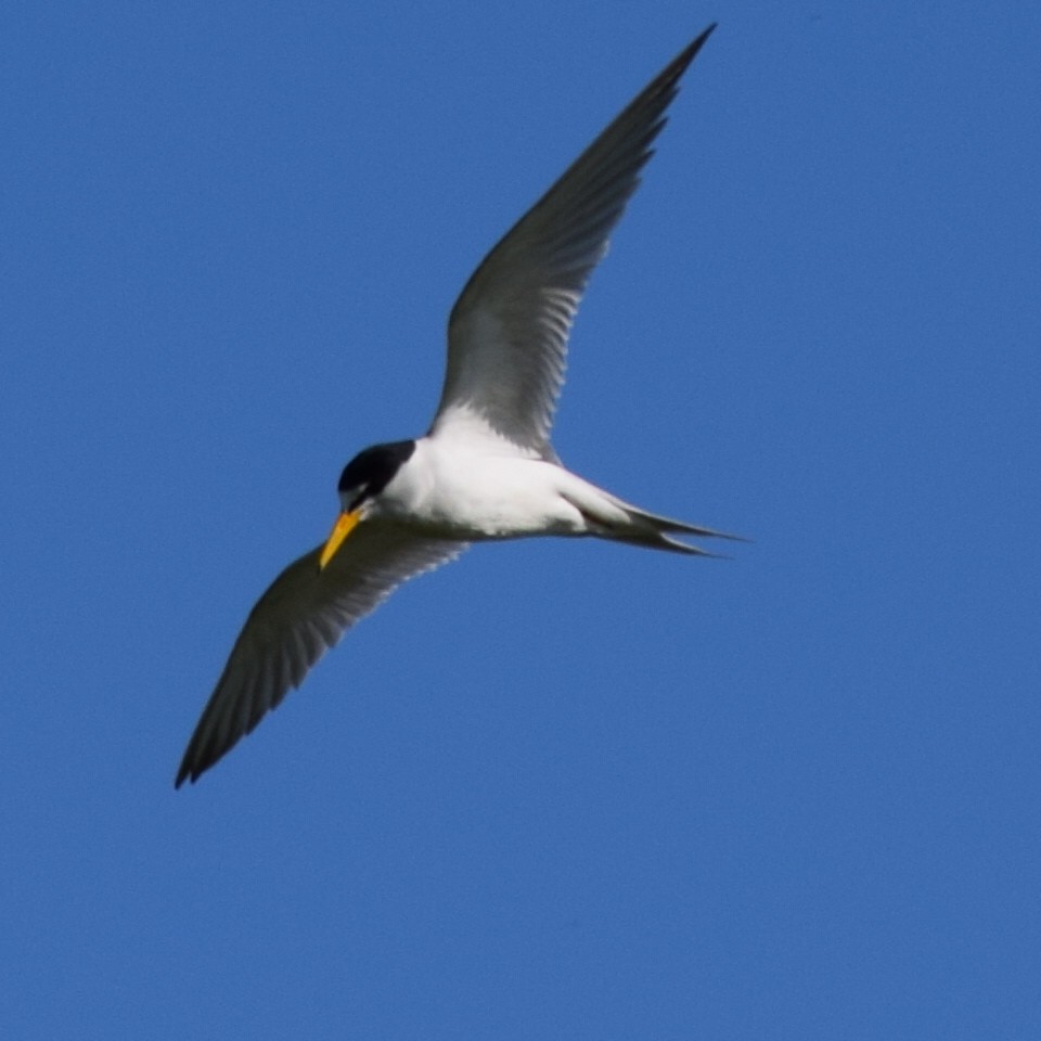 Least Tern - Austin Broadwater