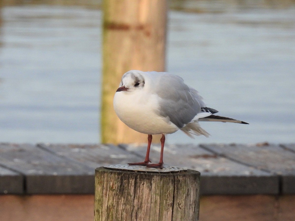 Black-headed Gull - ML301605511