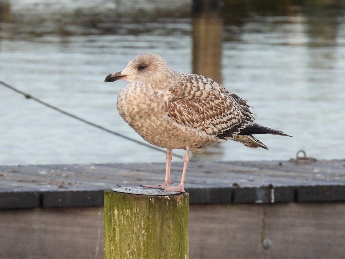 Goéland argenté (argentatus/argenteus) - ML301606661