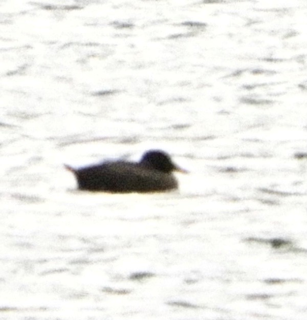 White-winged Scoter - ML301608481