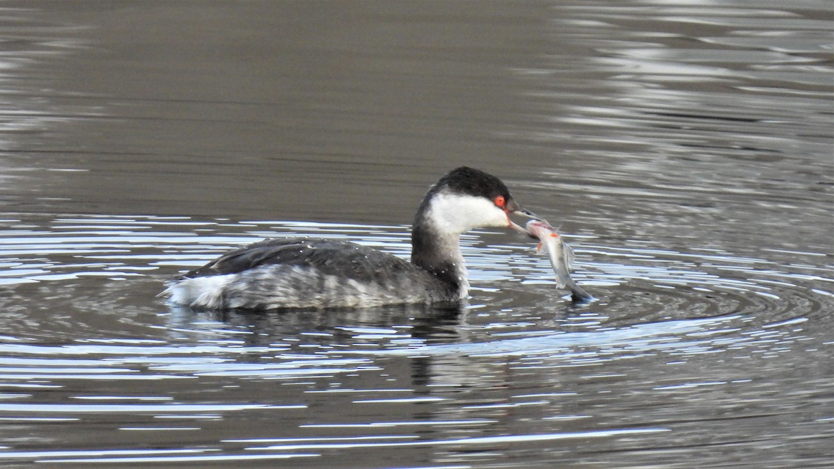 Horned Grebe - ML301610071