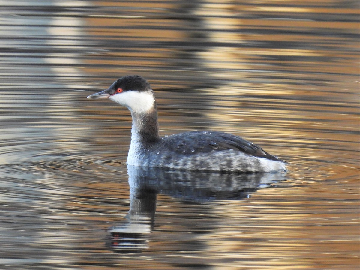 Horned Grebe - ML301610101