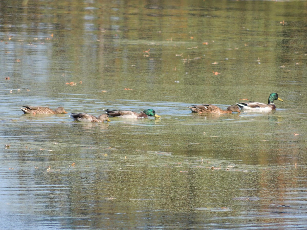 Mallard - Hayley Lester