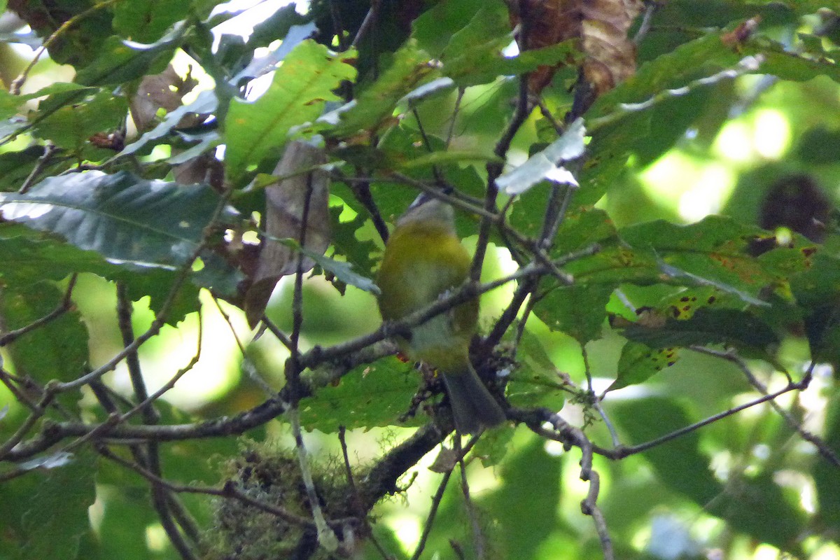 Common Chlorospingus - ML301610541