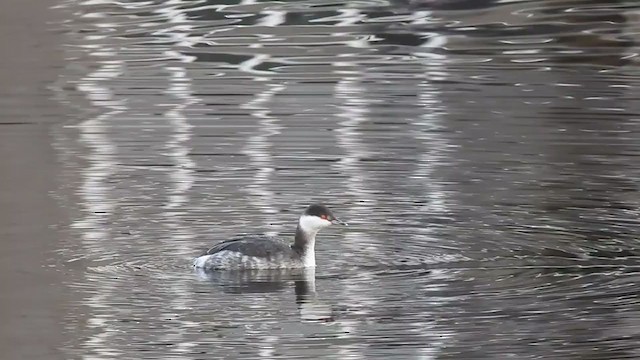 Horned Grebe - ML301610551